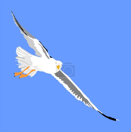 Illustration for Seagull fly on blue sky background vector illustration, sea or ocean bird with spread wings. Bird fly silhouette. - Royalty Free Image