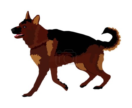 Illustration for Portrait of German Shepherd running dog vector illustration isolated. Man's best friend. Lovely pet. Dog show exhibition. Finder detect explosives and drugs. Rescue finding dog. Smart animal. - Royalty Free Image