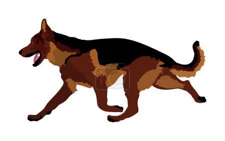 Illustration for Portrait of German Shepherd running dog vector illustration isolated. Man's best friend. Lovely pet. Dog show exhibition. Finder detect explosives and drugs. Rescue finding dog. Smart animal. - Royalty Free Image