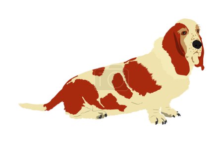 Illustration for Portrait of Basset hound dog vector illustration isolated. Dachshund dog shape. Basset sitting. Beware of dog.  Best friend for kids. Lovely member of home. - Royalty Free Image