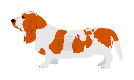 Illustration for Portrait of Basset hound dog vector illustration isolated. Dachshund dog shape. Basset posing. Beware of dog. Best friend for kids. Lovely member of home. - Royalty Free Image