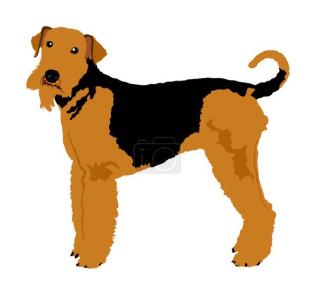Illustration for Portrait of Airedale Terrier vector illustration isolated. Big terrier dog. Beware of purebred dog. Dog show champion. Best friend. Alert, guard attention. - Royalty Free Image