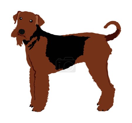 Illustration for Portrait of Airedale Terrier vector illustration isolated. Big terrier dog. Beware of purebred dog. Dog show champion. Best friend. Alert, guard attention. - Royalty Free Image