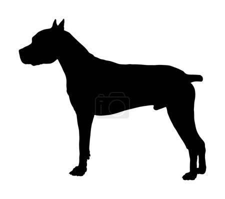 Illustration for Dog portrait of American Staffordshire pit bull terrier vector silhouette illustration isolated. Dogo Argentino. Staffordshire silhouette. Dog alert sign. Home guard.  Black dog silhouette. - Royalty Free Image