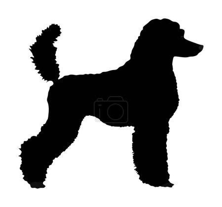 Illustration for Portrait of Royal Poodle vector silhouette illustration isolated on white background. French black poodle walking. Beware of dog. Dog shape show exhibition. - Royalty Free Image