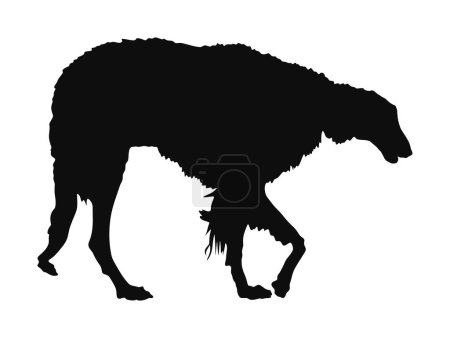 Illustration for Portrait of Russian Wolfhound dog vector silhouette illustration isolated. Borzoi silhouette Russian Hunting. Sighthound, Russkaya Psovaya Borzaya. Noble Psovoi. Black dog silhouette. - Royalty Free Image