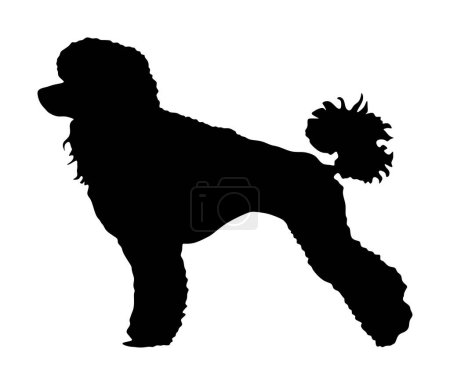 Illustration for Toy Poodle vector silhouette. Portrait of Royal Poodle vector silhouette illustration isolated. French black poodle standing. Beware of dog. Dog show exibition. Black dog silhouette. - Royalty Free Image