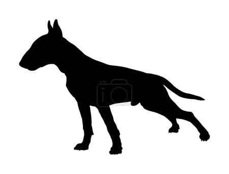 Illustration for Portrait of Bull terrier vector silhouette illustration isolated. Beware of dog. Dog fights. Lovely pet. Dog show. Black dog silhouette. - Royalty Free Image