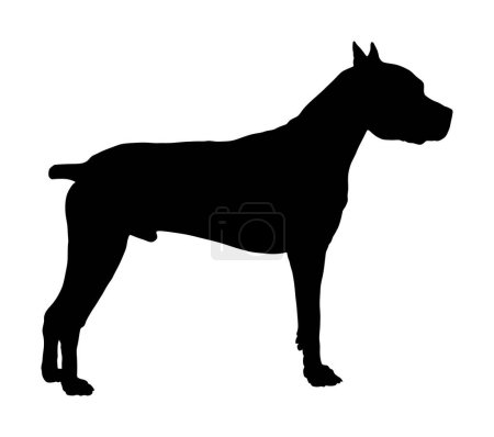 Illustration for Dog American Staffordshire pit bull terrier vector silhouette illustration isolated on white background. Dogo Argentino. Guard sign. Beware of dog. Stafford shire shape guardian canine. - Royalty Free Image