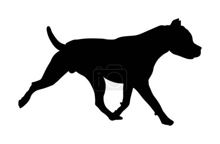 Illustration for Running dog American Staffordshire pit bull terrier vector silhouette illustration isolated on white background. Dogo Argentino. Guard sign. Beware of dog. Stafford shire shape guardian canine. - Royalty Free Image
