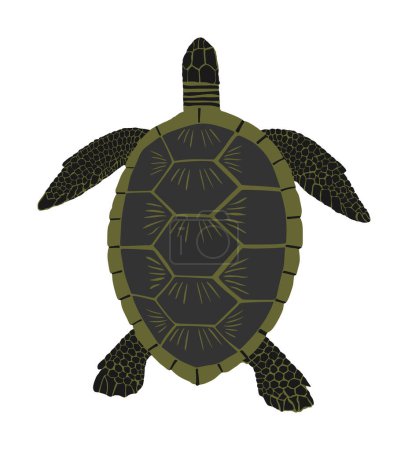 Téléchargez les illustrations : Illustration vectorielle de tortues marines isolée sur fond blanc. - en licence libre de droit