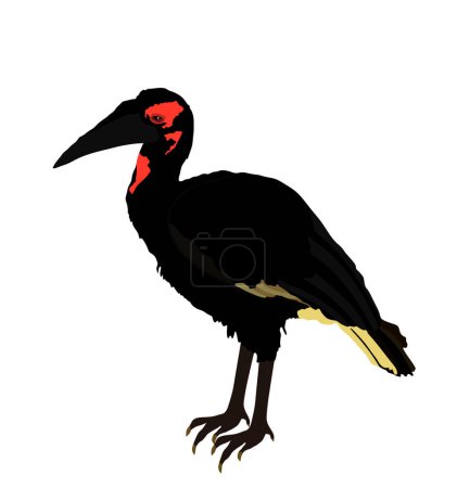 Illustration for Southern Ground Hornbill vector illustration isolated on white background. Big bird. Bucorvus leadbeateri. - Royalty Free Image