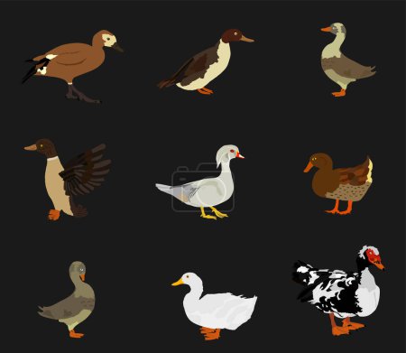 Illustration for Set collection species of duck vector illustration isolated on black background. Mandarin duck, muscovy musk, domestic farm poultry. Bejing Peking duck, mallard. Restaurant menu birds. - Royalty Free Image