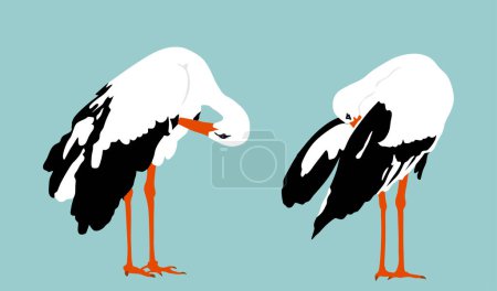 Elegant stork couple washing body by beak vector illustration isolated on background. Visitant migration bird stork cleaning feathers and wings. Water echo system. Animal bird family hygiene.