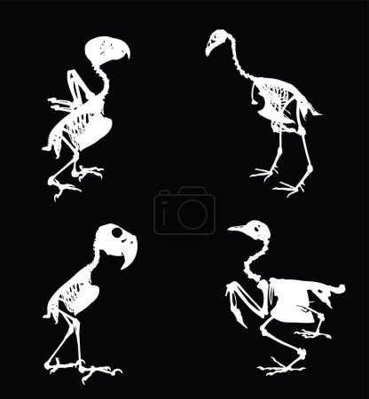 Téléchargez les illustrations : Ensemble squelette d'oiseau illustration de silhouette vectorielle isolé. Anatomie animale fossile, depuis la biologie de la faune. Système de structure osseuse. Éducation archéologie. Des morceaux de poulet. Buse, perroquet, faisan. - en licence libre de droit