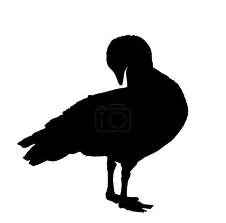 Magellanische Gänsevektorsilhouette auf weißem Hintergrund. Chloephaga picta. Der Gänsevogel putzt seine Federn. Körperpflege durch Schnabelhygiene. Magellanische Gänseform Schatten.