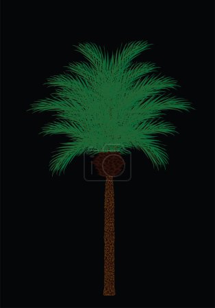 Illustration for Exotic palm tree vector illustration isolated on black background. Decorative tropical garden plant. - Royalty Free Image