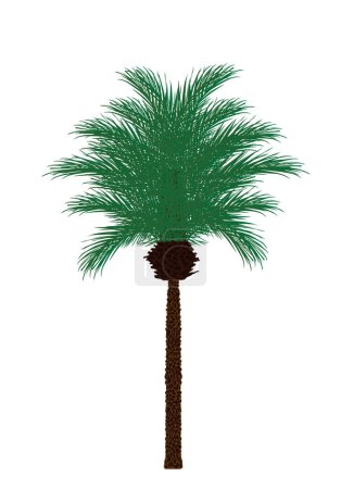 Illustration for Exotic palm tree vector illustration isolated on white background. Decorative tropical garden plant. - Royalty Free Image