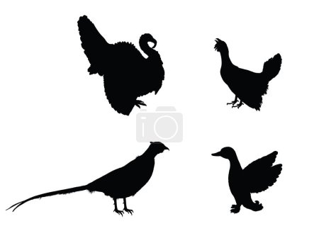 Illustration for Forest and meadow wildlife birds vector silhouette illustration isolated on white background. Turkey male shape, gobbler. Grouse and duck. Pheasant shadow. Bird watching. Plumage in zoo park. - Royalty Free Image