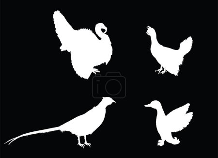 Illustration for Forest and meadow wildlife birds vector silhouette illustration isolated on black background. Turkey male shape, gobbler. Grouse and duck. Pheasant shadow. Bird watching. Plumage in zoo park. - Royalty Free Image