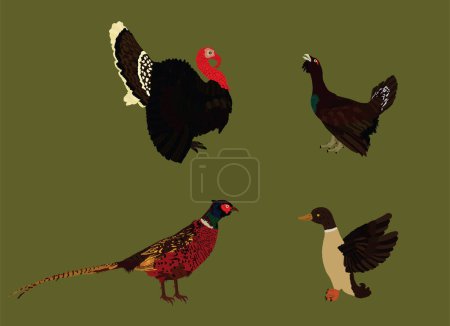 Forest and meadow wildlife birds vector illustration isolated on background. Turkey male, gobbler. Grouse and duck. Pheasant. Bird watching. Plumage in zoo park.