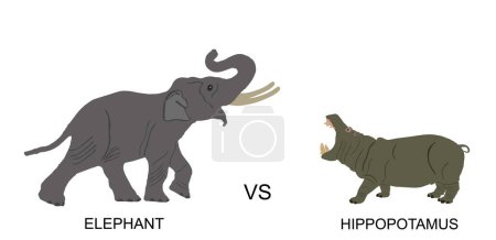 Illustration for Elephant male against hippo vector illustration isolated on white background. African animal alert of poacher. Elephant symbol. Safari attraction. Strong heavy opponent battle on watering place. - Royalty Free Image
