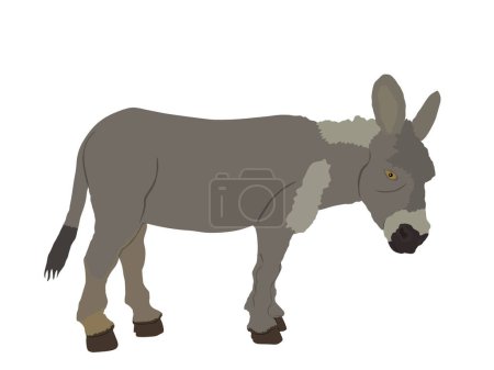 Téléchargez les illustrations : Illustration vectorielle d'âne isolée sur fond blanc. Symbole animal domestique. - en licence libre de droit