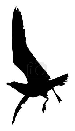 Illustration for Seagull fly vector silhouette illustration isolated on white background. Wings spread. Bird shape fly gull. Freedom symbol of liberty. Fish hunter flying. - Royalty Free Image
