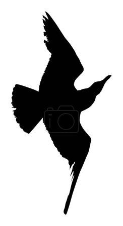 Seagull fly vector silhouette illustration isolated on white background. Wings spread. Bird shape fly gull. Freedom symbol of liberty. Fish hunter flying.