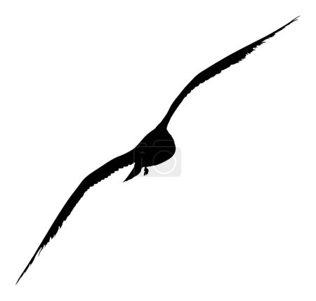 Illustration for Seagull fly vector silhouette illustration isolated on white background. Wings spread. Bird shape fly gull. Freedom symbol of liberty. Fish hunter flying. - Royalty Free Image