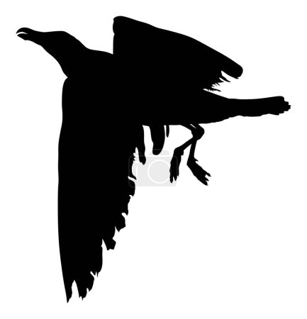 Möwenfliege Vektor Silhouette Illustration isoliert auf weißem Hintergrund. Flügel breiten sich aus. Vogelgestalt Fliegenmöwe. Freiheit als Symbol der Freiheit. Fischjäger fliegen.
