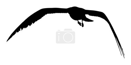 Téléchargez les illustrations : Illustration de silhouette vectorielle mouette mouette isolée sur fond blanc. Les ailes se sont étendues. Mouette en forme d'oiseau. Symbole de liberté. Chasseur de poissons volant. - en licence libre de droit
