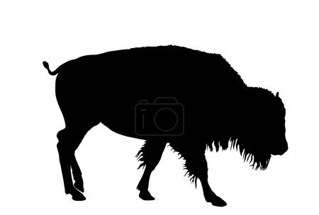 Calf bison vector silhouette illustration isolated on white background. Portrait of shape baby buffalo male, symbol of America. Strong animal, Indian culture. Buffalo cubs grassing.