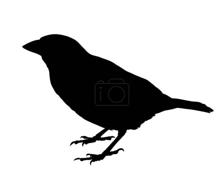 Sparrow vector silhouette illustration isolated on white background. Little city bird portrait symbol.