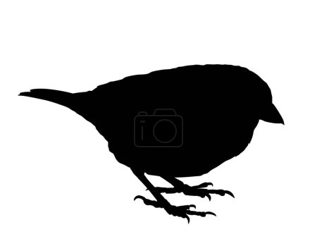 Sparrow vector silhouette illustration isolated on white background. Little city bird portrait symbol.