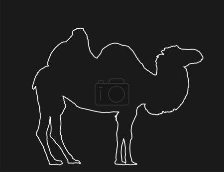 Téléchargez les illustrations : Illustration de silhouette de contour de ligne vectorielle de chameau isolée sur fond noir.Illustration vectorielle d'ombre de chameau. Camélius bactrianus. - en licence libre de droit