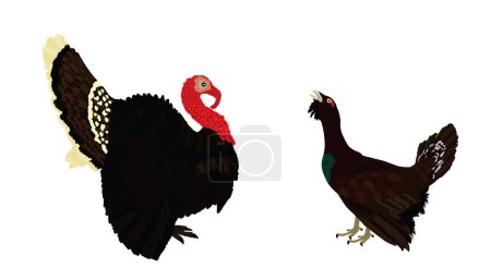 Male turkey against wood grouse vector illustration isolated. Forest meadow wildlife birds. Turkey male shape, gobbler. Grouse shadow. Bird watching. Plumage in zoo park. Heather cock.