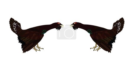 Wood grouse male battle for mating vector illustration isolated on white background. Heather cock capercaillie wildfowl. Blackcock, heath cock. Forest bird battle for female. Black cock male.