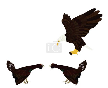 Flying eagle attack wood grouse male rivals during battle for mating with female vector illustration isolated. Wildfowl. Black cock heath cock. Predator bird take advantage of carelessness eagle chase