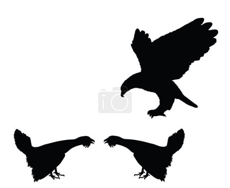 Flying eagle attack wood grouse male rivals during battle for mating with female vector silhouette illustration isolated. Wildfowl. Black cock heath cock. Predator bird take advantage of carelessness.