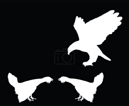 L'aigle volant attaque le tétras des bois pendant la bataille pour s'accoupler avec une silhouette vectorielle femelle isolée. La sauvagine. Coq noir bruyère bite. Oiseau prédateur profiter de la négligence.
