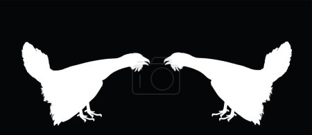 Wood grouse male battle for mating vector silhouette illustration isolated on black. Heather cock capercaillie wildfowl. Blackcock, heath cock. Forest bird battle for female. Black cock male.