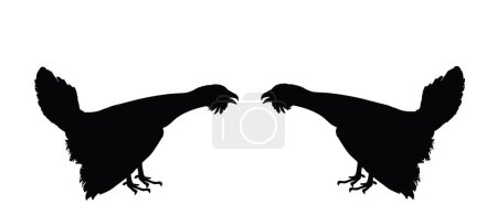 Illustration for Wood grouse male battle for mating vector silhouette illustration isolated on white. Heather cock capercaillie wildfowl. Blackcock, heath cock. Forest bird battle for female. Black cock male. - Royalty Free Image