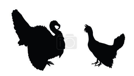 Male turkey against wood grouse vector silhouette illustration isolated. Forest meadow wildlife birds. Turkey male shape, gobbler. Grouse shadow. Bird watching. Plumage in zoo park. Heather cock.