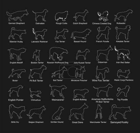 Ensemble de race canine collection vectorielle ligne contour silhouette illustration isolé. Terrier de taureau de puits, terrier de renard fil, corgi, berger allemand, chien, doberman, husky, caniche, rottweiler. Ombre en forme de chien.