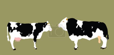 Holsteinische Kuh- und Bullenpaar-Vektorillustration isoliert im Hintergrund. Nutztier-Paarungsliebe. Bio-Weidewirtschaft. Kuhbulle Frischfleisch.