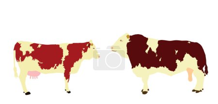 Téléchargez les illustrations : Illustration vectorielle Simmental couple vache et taureau isolée sur fond blanc. L'amour de l'accouplement animal de ferme. Pâturages bio. Viande fraîche de taureau de vache. Simmentaler Fleckvieh - en licence libre de droit
