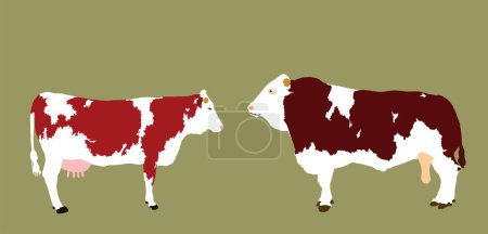 Téléchargez les illustrations : Illustration vectorielle Simmental de couple de vaches et taureaux isolée sur fond. L'amour de l'accouplement animal de ferme. Pâturages bio. Viande fraîche de taureau de vache. Simmentaler Fleckvieh - en licence libre de droit