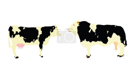 Holsteinische Kuh-Bullen-Vektorillustration isoliert auf weißem Hintergrund. Nutztier-Paarungsliebe. Bio-Weidewirtschaft. Kuhbulle Frischfleisch.