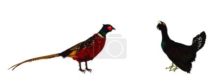 Illustration for Male pheasant against grouse vector illustration isolated on white background. Bird watching. Plumage in zoo park. Hunting season. Forest and meadow wildlife birds. - Royalty Free Image